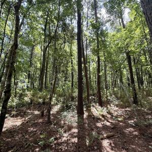 Photo #63 of Off US Hwy 264, Engelhard, NC 500.0 acres