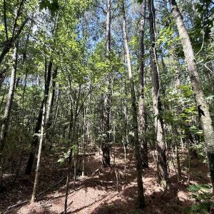 Photo #64 of Off US Hwy 264, Engelhard, NC 500.0 acres
