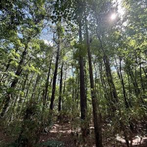 Photo #66 of Off US Hwy 264, Engelhard, NC 500.0 acres