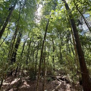Photo #67 of Off US Hwy 264, Engelhard, NC 500.0 acres