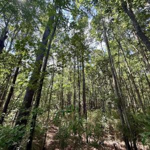 Photo #68 of Off US Hwy 264, Engelhard, NC 500.0 acres