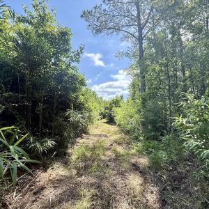Photo #69 of Off US Hwy 264, Engelhard, NC 500.0 acres