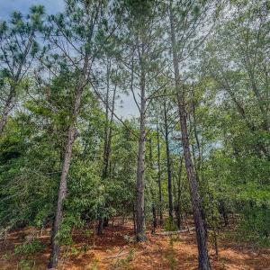 Photo #16 of Off of US Hwy 1, Patrick, SC 17.1 acres