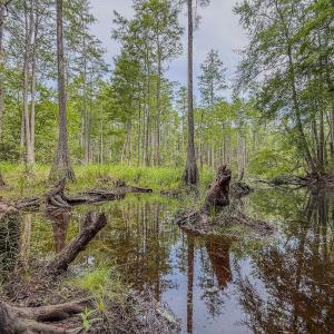 Photo #22 of Off of US Hwy 1, Patrick, SC 17.1 acres