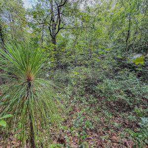Photo #23 of Off of US Hwy 1, Patrick, SC 17.1 acres