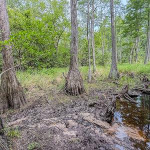 Photo #24 of Off of US Hwy 1, Patrick, SC 17.1 acres