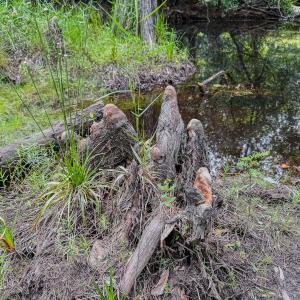 Photo #26 of Off of US Hwy 1, Patrick, SC 17.1 acres