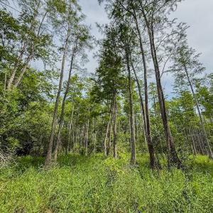 Photo #27 of Off of US Hwy 1, Patrick, SC 17.1 acres