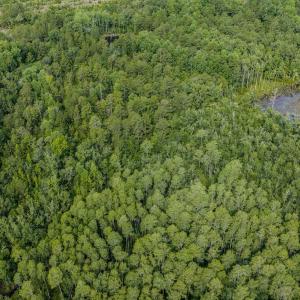 Photo #31 of Off of US Hwy 1, Patrick, SC 17.1 acres