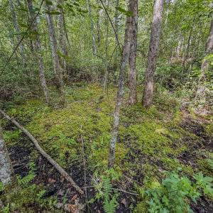 Photo #6 of Off of US Hwy 1, Patrick, SC 17.1 acres