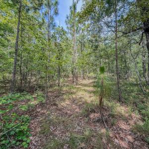 Photo #7 of Off of US Hwy 1, Patrick, SC 17.1 acres