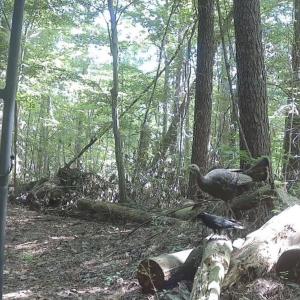 Photo #66 of 211 Arbor Drive, Columbia, NC 6.2 acres