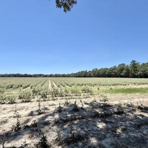 Photo #51 of 500 Indian Trail Road, Edenton, NC 964.4 acres