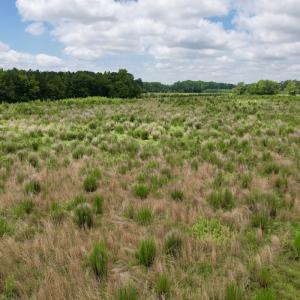 Photo #24 of Off of Powell Road, Green Sea, SC 69.0 acres
