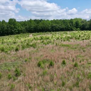 Photo #26 of Off of Powell Road, Green Sea, SC 69.0 acres