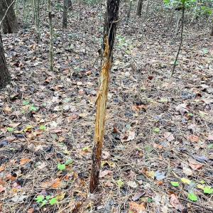 Photo #11 of Off of Hills Dr, Dewitt, VA 27.0 acres