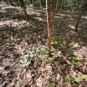 Photo #18 of Off of Hills Dr, Dewitt, VA 27.0 acres