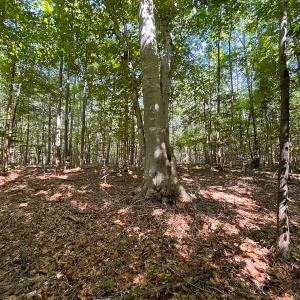 Photo #20 of Off of Hills Dr, Dewitt, VA 27.0 acres