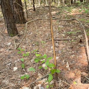 Photo #23 of Off of Hills Dr, Dewitt, VA 27.0 acres
