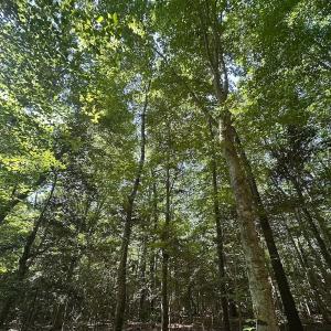 Photo #24 of Off of Hills Dr, Dewitt, VA 27.0 acres