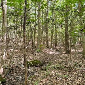 Photo #30 of Off of Hills Dr, Dewitt, VA 27.0 acres