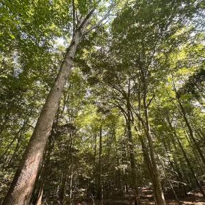 Photo #3 of Off of Hills Dr, Dewitt, VA 27.0 acres