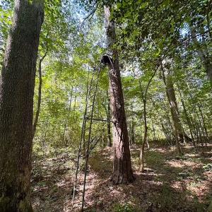 Photo #32 of Off of Hills Dr, Dewitt, VA 27.0 acres
