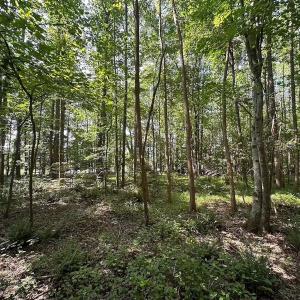 Photo #34 of Off of Hills Dr, Dewitt, VA 27.0 acres