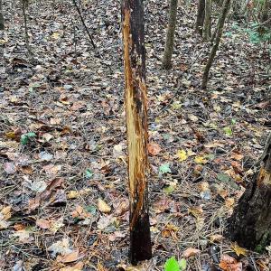 Photo #5 of Off of Hills Dr, Dewitt, VA 27.0 acres