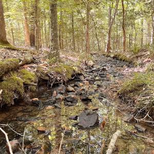 Photo #9 of Off of Hills Dr, Dewitt, VA 27.0 acres