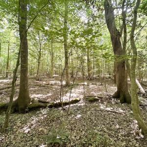 Photo #10 of Off of Hills Dr, Dewitt, VA 27.0 acres