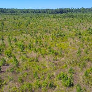 Photo #10 of Off of Moore's Ferry Rd, Skippers, VA 229.0 acres