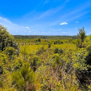 Photo #11 of Off of Moore's Ferry Rd, Skippers, VA 229.0 acres