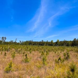 Photo #29 of Off of Moore's Ferry Rd, Skippers, VA 229.0 acres