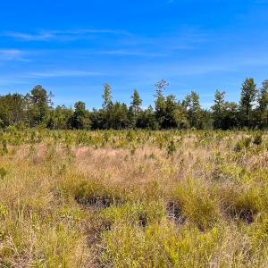 Photo #33 of Off of Moore's Ferry Rd, Skippers, VA 229.0 acres
