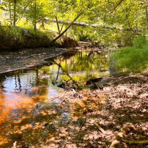 Photo #37 of Off of Moore's Ferry Rd, Skippers, VA 229.0 acres