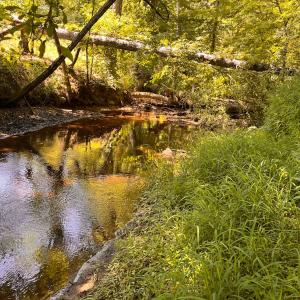 Photo #5 of Off of Moore's Ferry Rd, Skippers, VA 229.0 acres