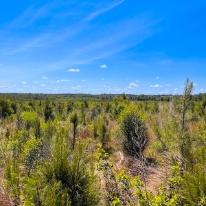 Photo #43 of Off of Moore's Ferry Rd, Skippers, VA 229.0 acres