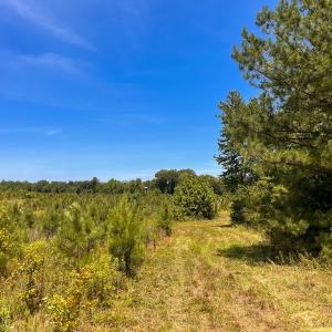 Photo #8 of Off of Spring Church Road, Skippers, VA 43.0 acres