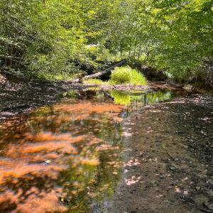 Photo #9 of Off of Spring Church Road, Skippers, VA 43.0 acres