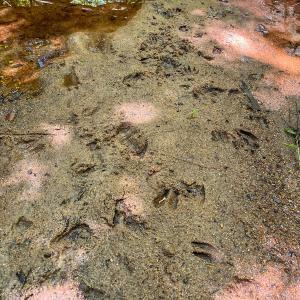 Photo #10 of Off of Spring Church Road, Skippers, VA 43.0 acres