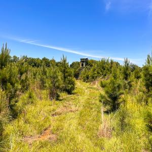 Photo #12 of Off of Spring Church Road, Skippers, VA 43.0 acres