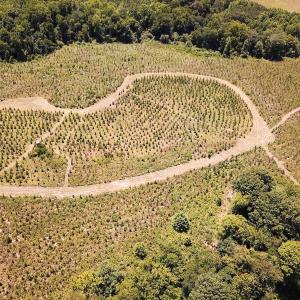 Photo #14 of Off of Spring Church Road, Skippers, VA 43.0 acres