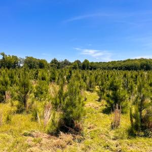 Photo #18 of Off of Spring Church Road, Skippers, VA 43.0 acres