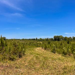 Photo #19 of Off of Spring Church Road, Skippers, VA 43.0 acres