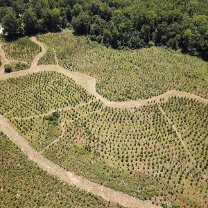 Photo #20 of Off of Spring Church Road, Skippers, VA 43.0 acres