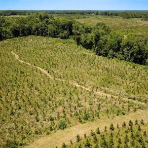 Photo #21 of Off of Spring Church Road, Skippers, VA 43.0 acres