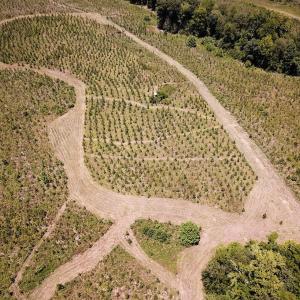 Photo #24 of Off of Spring Church Road, Skippers, VA 43.0 acres
