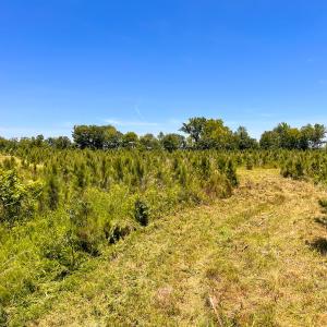 Photo #26 of Off of Spring Church Road, Skippers, VA 43.0 acres