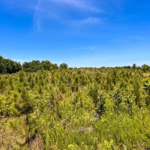Photo #27 of Off of Spring Church Road, Skippers, VA 43.0 acres